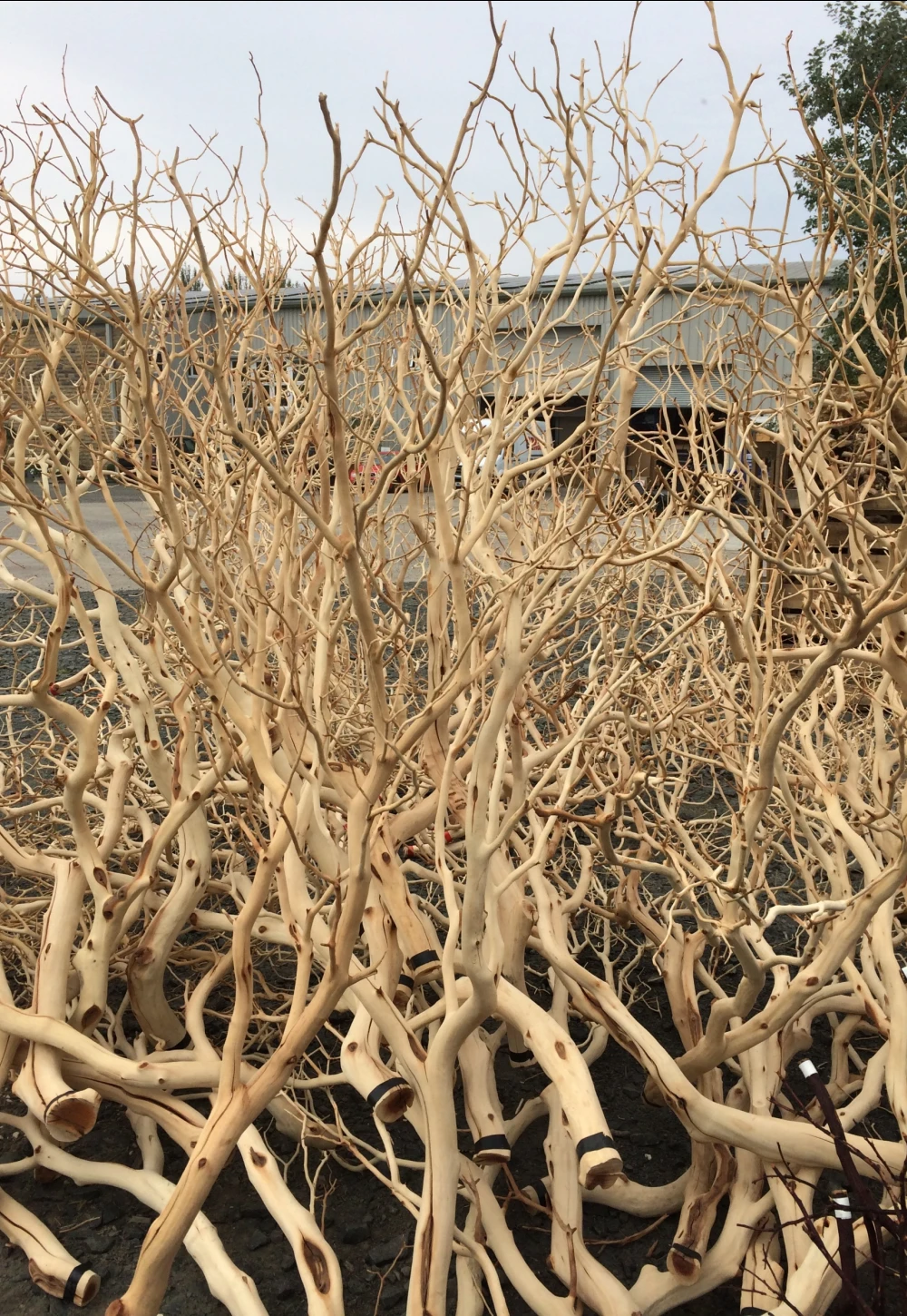 large bundle of wood